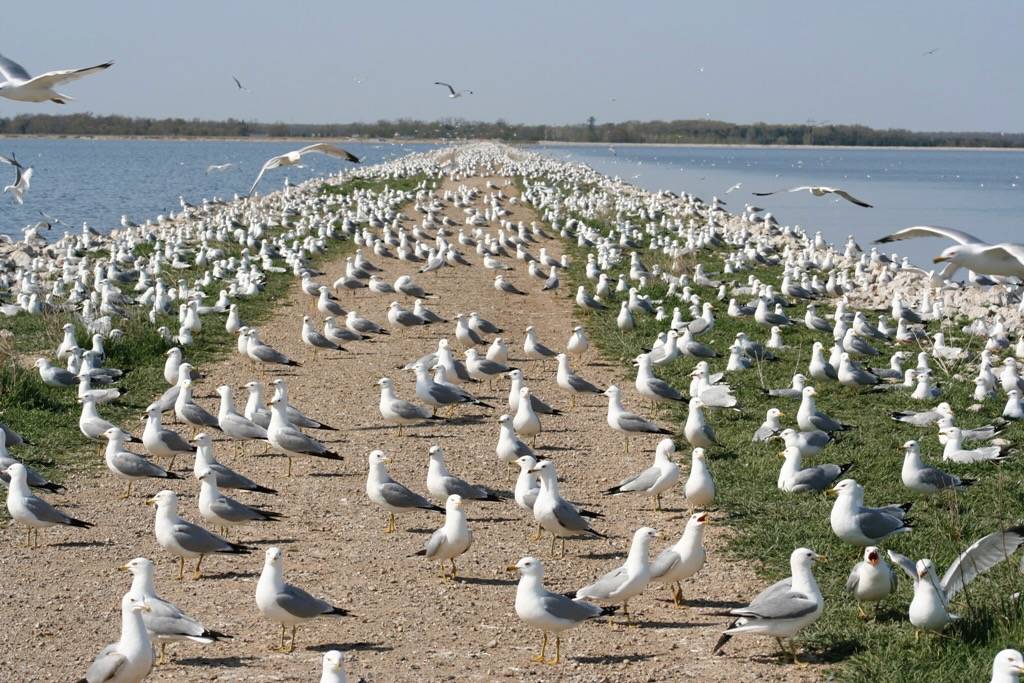 Gull colony at Muskegon Sewer by Libby Megna is licensed under CC BY-NC 2.0.